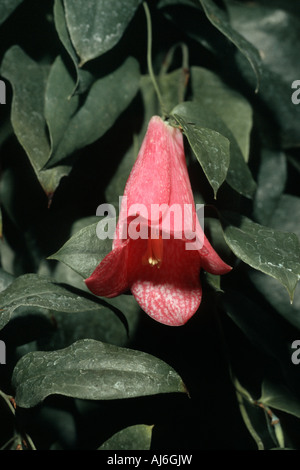 Copihue, chilien campanule, gloire chilienne (avantgardiste Lapageria rosea) Fleur, fleur nationale du Chili Banque D'Images