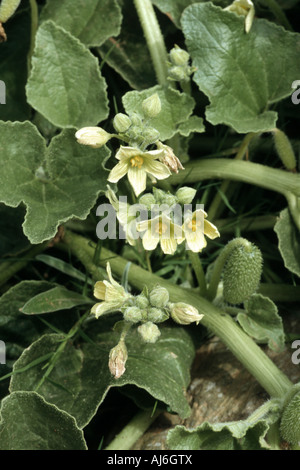 Squirting cucumber, Squirting sauvage Ecballium elaterium (Cucmber), la floraison, la Grèce, Péloponnèse Banque D'Images