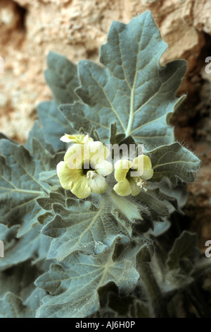 La jusquiame noire (Hyoscyamus albus russe), la floraison, la Grèce, le Creta Banque D'Images