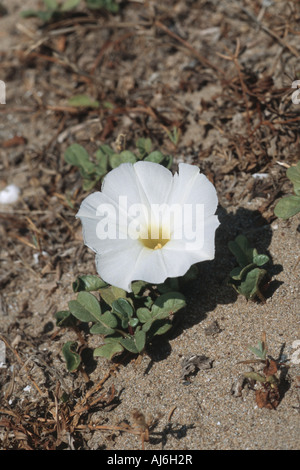 Morning Glory Beach, plage Morning-Glory (Ipomoea imperati), la floraison, la Grèce, le Creta Banque D'Images