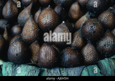 Snake palm, sala palm, salak Salacca zalacca, Salacca (edulis), fruits Banque D'Images