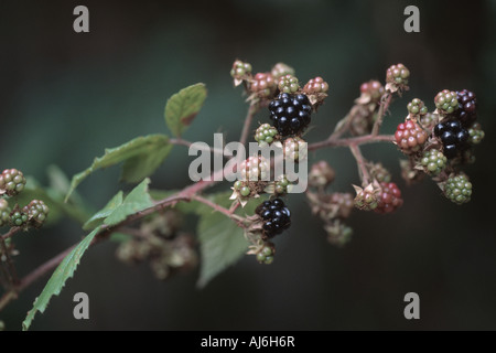 Blackberry arbustives (Rubus fruticosus agg.), l'infructescence Banque D'Images