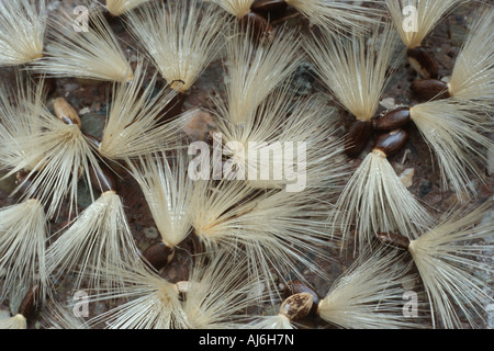 Bienheureuse milkthistle, dame de Pitcher, le chardon-Marie (Silybum marianum), fruits Banque D'Images