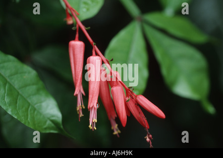 Le Surinam quassia, Bitterwood, Jamaïque (Quassia amara), les fleurs Banque D'Images