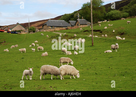 Troupeau de moutons au pâturage avec des bâtiments de ferme le long de la vallée de la rivière Helmsdale Strath de Kildonan Highland Ecosse Banque D'Images