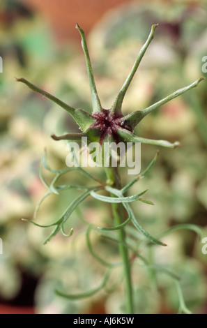 Nigella papillosa 'African Bride' (amour-dans-un-Mist) Close up de graines. Banque D'Images