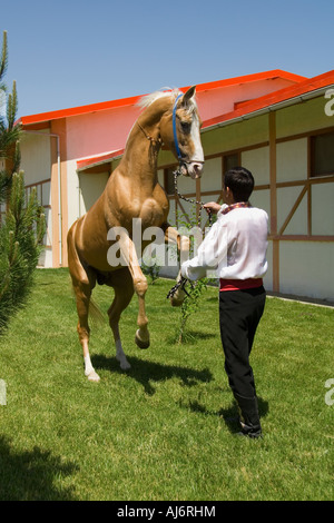 Chevaux Akhal-Teke dans un haras, Ashgabat, Turkménistan Banque D'Images