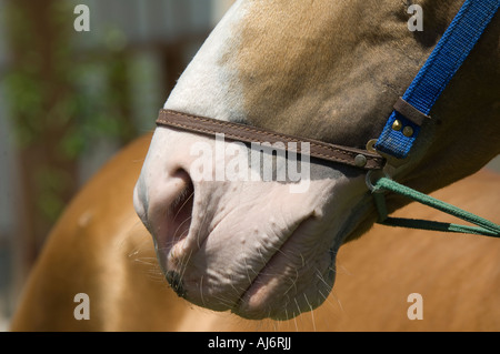 Chevaux Akhal-Teke dans un haras, Ashgabat, Turkménistan Banque D'Images