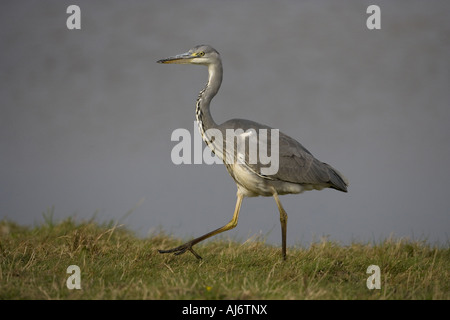 Heron gris immature Ardea cinerea Banque D'Images