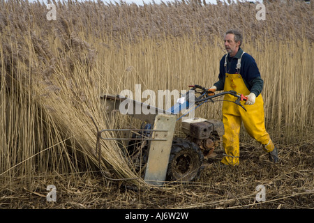 Anches coupe de chaume sur le CLAJ North Norfolk Marais au milieu de l'hiver Banque D'Images