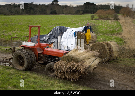 Anches coupe de chaume sur le CLAJ North Norfolk Marais au milieu de l'hiver Banque D'Images