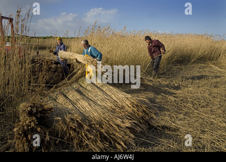 Anches coupe de chaume sur le CLAJ North Norfolk Marais au milieu de l'hiver Banque D'Images