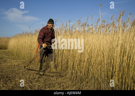 Anches coupe de chaume sur le CLAJ North Norfolk Marais au milieu de l'hiver Banque D'Images