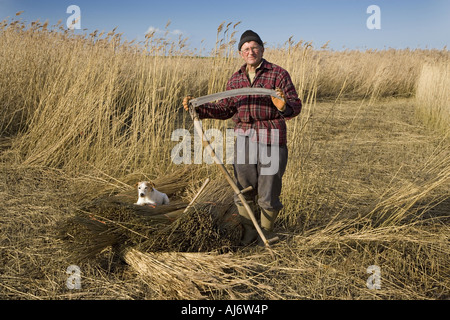 Anches coupe de chaume sur le CLAJ North Norfolk Marais au milieu de l'hiver Banque D'Images