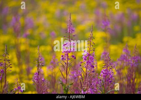 Rosebay willowherb Chamerion augustifolium Séneçon et sur les terres communes de Norfolk Banque D'Images