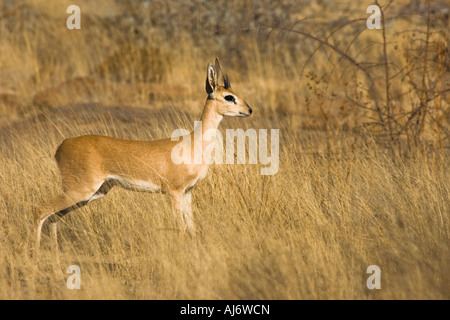 Steenbok se tenait dans l'herbe de la savane profonde Banque D'Images