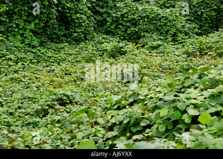 Vigne kudzu Banque D'Images