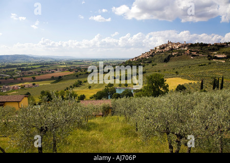 Olive Grove vallée en Ombrie Italie Trevi Banque D'Images