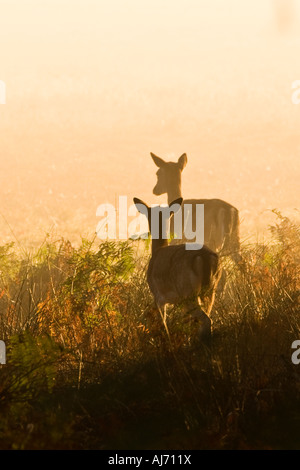 Red Deer Cervus elaphus hinds Silouetted contre brouillard tôt le matin d'automne, permanent bracken Richmond Park Londres Banque D'Images