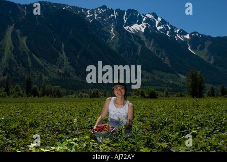 Cueillir des fraises dans la région de Pemberton, BC, Canada Banque D'Images