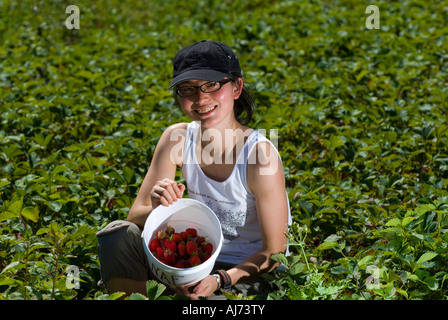 Cueillir des fraises dans la région de Pemberton, BC, Canada Banque D'Images