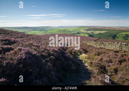 Fleurs de bruyère, Eyam Moor, Peak District, UK Banque D'Images