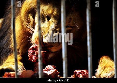 Les lions d'Abyssinie qui sont descendants de ceux appartenant à l'Empereur Hailé Sélassié à la Lion House en Ethiopie, Afrique Banque D'Images