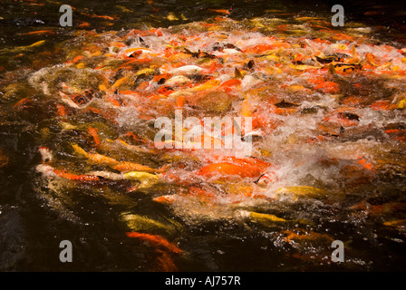 Hawaii Kauai un éventail de poissons Koi colorés dans un étang de jardin Marriot Holtel et Beach Club Banque D'Images