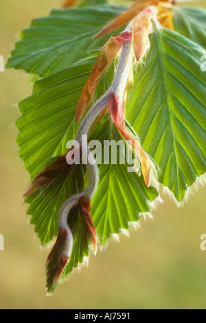 Feuilles fraîches de délicates en hêtre à l'ouverture Banque D'Images