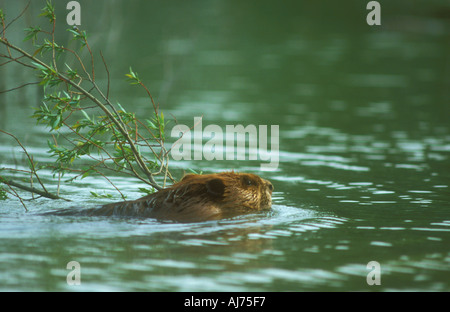 Un castor américain du remorquage d'une branche de saule dans l'eau pour son barrage Banque D'Images