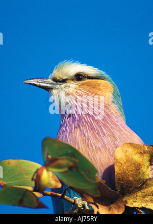 Lilac breasted Roller Coracias caudata perché sur une branche feuillue dans le parc national de Hwange au Zimbabwe Banque D'Images