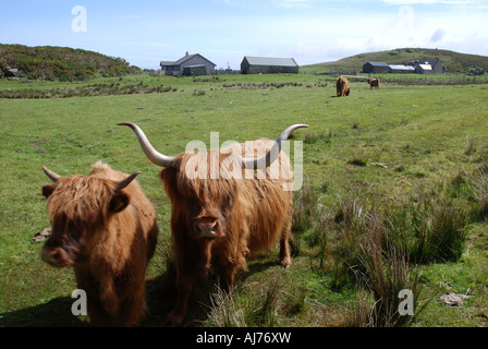 Sur Highland cattle près de la côte nord de l'Ecosse Highland Melvich Banque D'Images