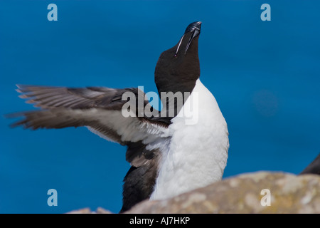 Les ailes s'étendant de Petits Pingouins Banque D'Images