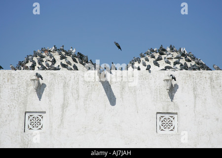 Pigeons sur le toit de la mosquée Qassim à Doha, Qatar. Banque D'Images