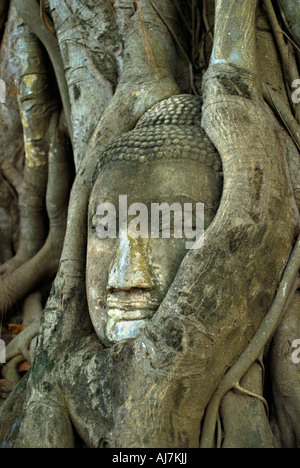Tête de Bouddha célèbre arbre de Wat Phra Mahathat Ayutthaya Banque D'Images