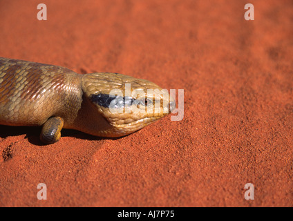 Lézard langue bleue à l'ouest de l'Australie Banque D'Images