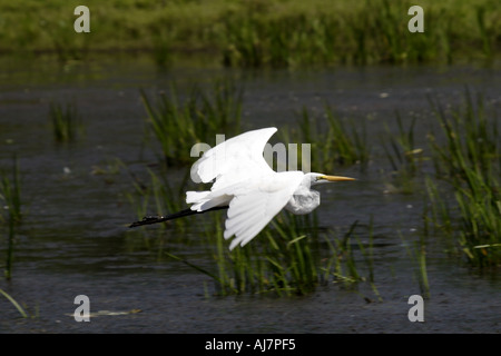 Grande Aigrette flying Banque D'Images
