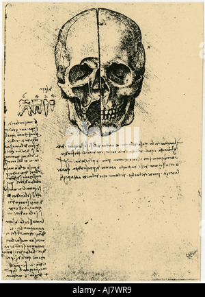 Croquis anatomiques d'un crâne humain, c1472-1519. Artiste : Leonardo da Vinci Banque D'Images
