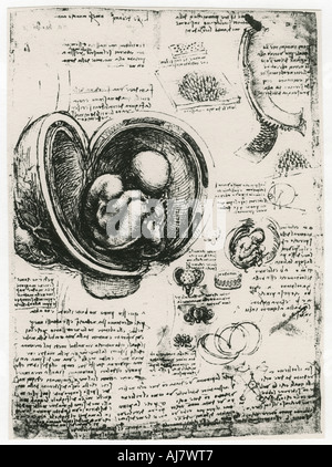 Croquis anatomiques d'un foetus humain dans le ventre, c1510. Artiste : Leonardo da Vinci Banque D'Images
