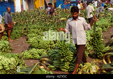 Porteurs de transporter de grosses grappes de bananes vertes au marché principal, Ernakulam, Kerala, Inde Banque D'Images