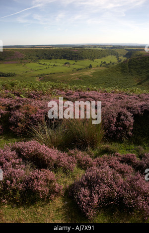 Le trou de Horcum et Levisham Moor Heather Août temps North York Moors National Park en Angleterre Banque D'Images