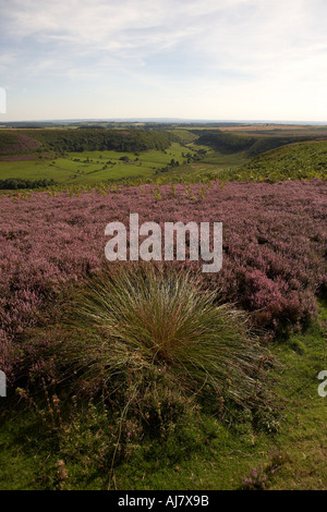 Le trou de Horcum et Levisham Moor Heather Août temps North York Moors National Park en Angleterre Banque D'Images