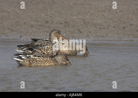 Le Canard souchet Anas clypeata RSPB Titchwell alimentation trois femelles Marsh North Norfolk Angleterre Banque D'Images