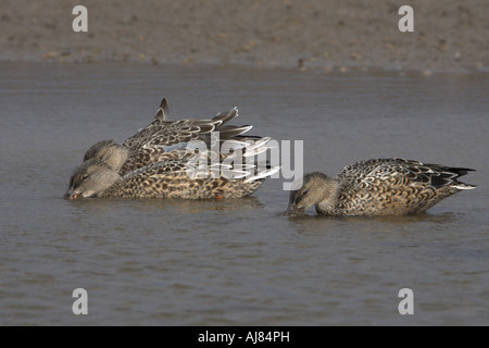 Le Canard souchet Anas clypeata RSPB Titchwell alimentation trois femelles Marsh North Norfolk Angleterre Banque D'Images