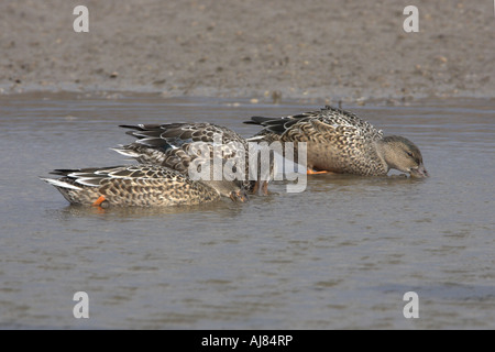 Le Canard souchet Anas clypeata RSPB Titchwell alimentation trois femelles Marsh North Norfolk Angleterre Banque D'Images