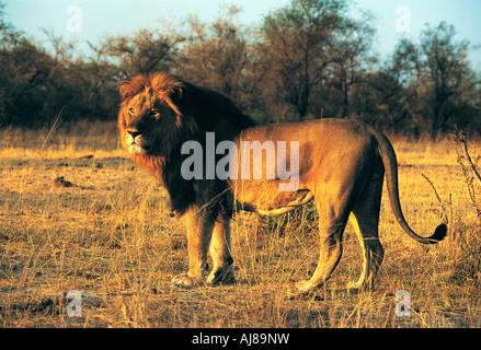 Une belle crinière noire lion mâle fortement le parc national de Hwange au Zimbabwe Banque D'Images