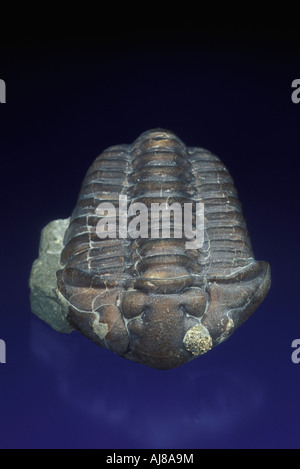 Trilobite Calymene celebra fossile Banque D'Images