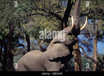 Elephant bull atteignant jusqu'en haut d'un arbre pour manger des gousses d'acacia Mana Pools National Park Zimbabwe Banque D'Images