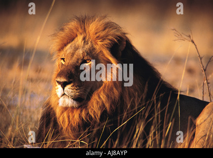 Portrait d'une belle crinière d'un lion mâle fortement le parc national de Hwange au Zimbabwe Banque D'Images