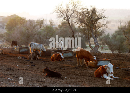 Israël Néguev Lakis region free roaming le pâturage du bétail dans les champs Banque D'Images